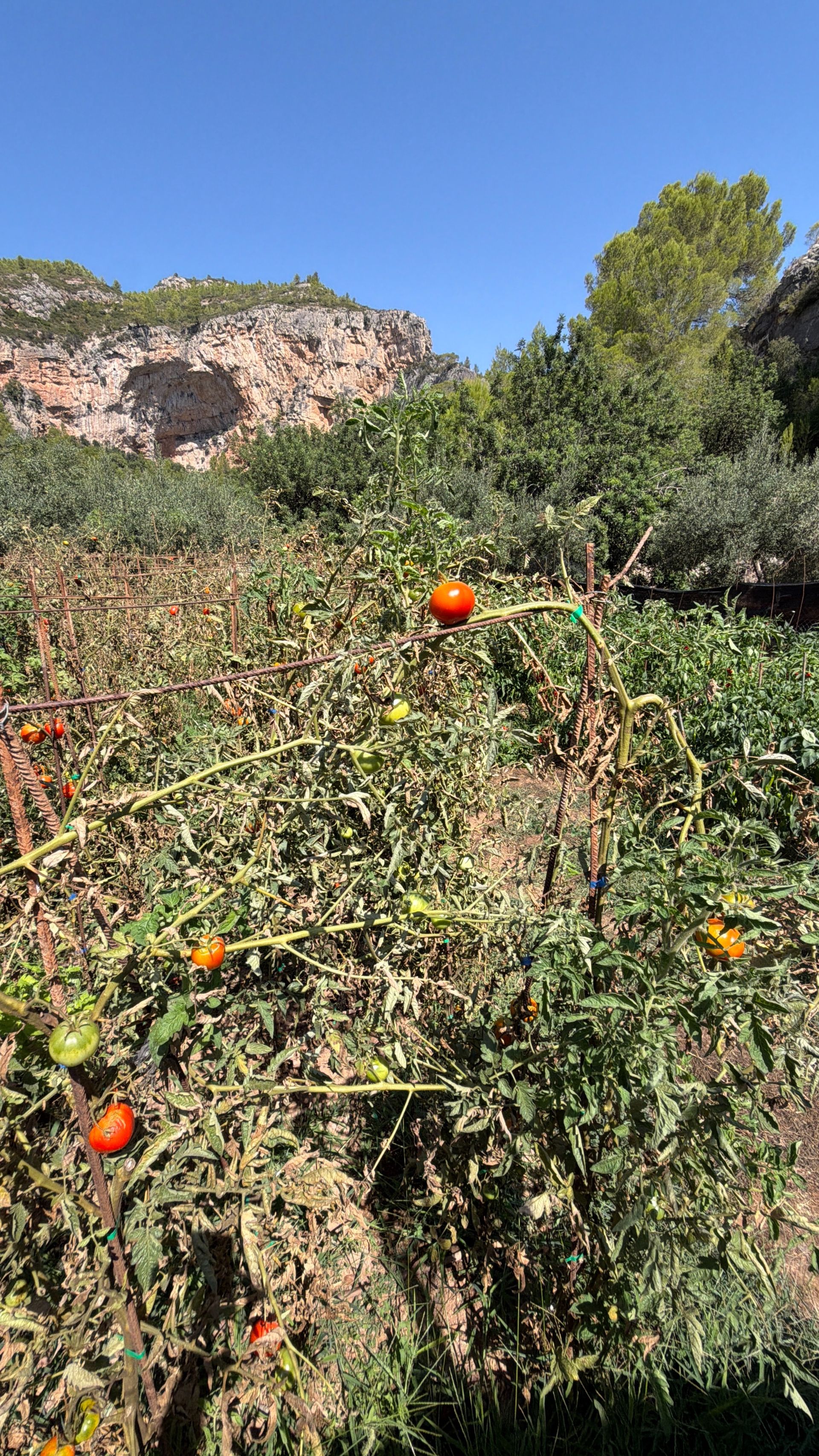 ++ Finca rustical en Vandellos ++ - Image 20
